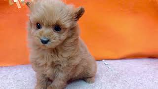 ハーフ犬の動画01