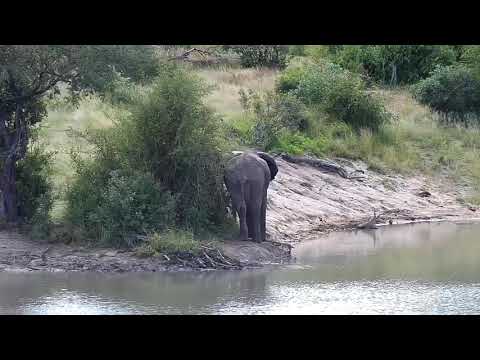 Djuma: Two Elephants come for a drink - 10:33 - 04/22/20