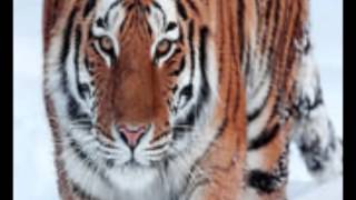 Os animais e o homem -  Livro dos Espiritos