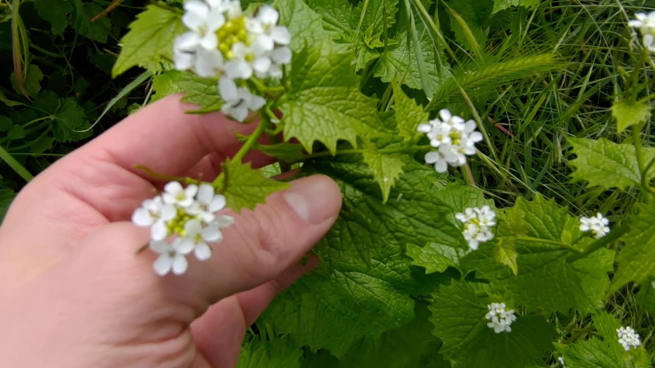 La aliaria. Una planta comestible parecida a la ortiga. Su olor a ajo es muy característico.