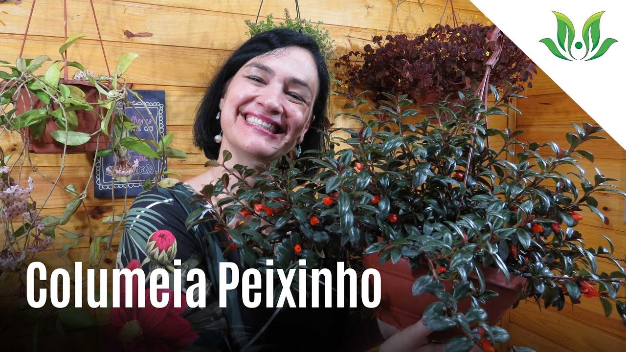 Columeia Peixinho 🐟