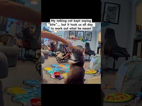 My Talking Cat Kept Saying “Bite”…It Took Us All Day to Understand 😨
