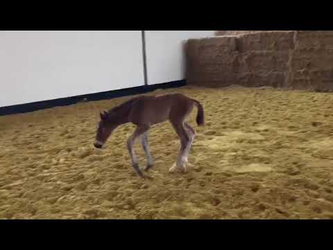 Hengstfohlen v. Zinedine-Stakkato