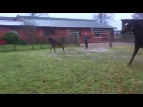 Sir Donnerhall - Rohdiamant  - Stutfohlen, 10 Tage alt