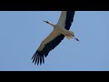 Stork Bird