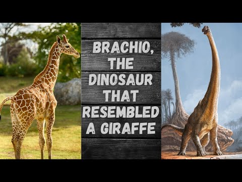 Brachiosaurus: The Dinosaur That Resembled a Giraffe