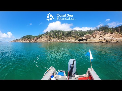 Yunbenun (Magnetic Island) Reef Surveys March 2023