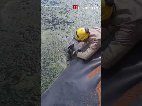 Cachorro é resgatado após cair em represa de frigorífico