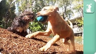 Dogs Eye View - Dogs at Play