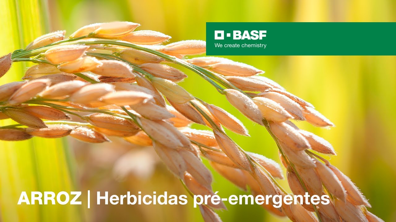ARROZ | Herbicidas pré-emergentes