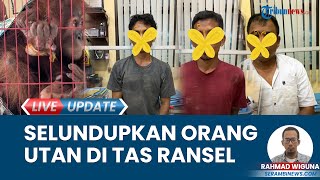 Perdagangkan Satwa Liar, 3 Orang Dibekuk Polisi di Aceh Tamiang: Sembunyikan Orang Utan di Ransel