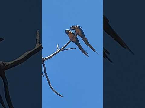 CASAL DE ARARAS. #ArarasCanindé #Araras #Goiás #Morrinhos #Arara #Nautreza #AraraCanindé #Shorts