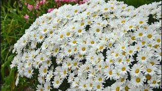 Planting Amazing Daisy May Daisies & Yarrow | Summer Planting Tips | EverCrest
