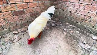 Tốp 3 bé từ 2t2-2t5 @762.8383.34