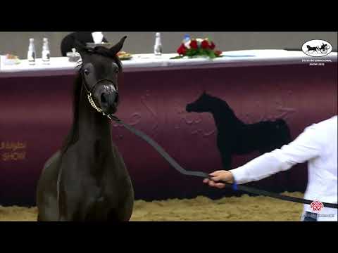 N 24 LYALI AL ATHBA   Doha International Arabian Horse Show 2022   Yearling Fillies Class 1B
