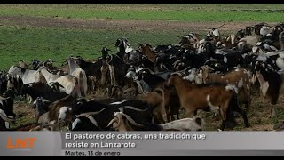 Las cabras, encantadas con la lluvia ca&iacute;da en Lanzarote