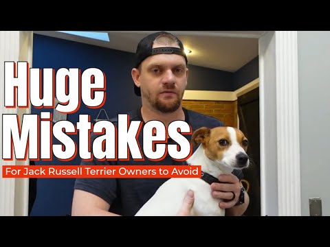 HUGE Mistakes Jack Russell Terrier Owners Make [Avoid These For Success] #jackrussellterrier #jrt