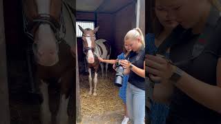 Vlog: Fotoshooting Teil 1📷🐴 #pferdemädchen #horse #reiten #reiter #fyp#pony