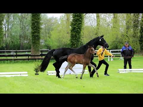 SF von Escamillo x His Highness