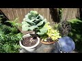Garden Tour July 2020