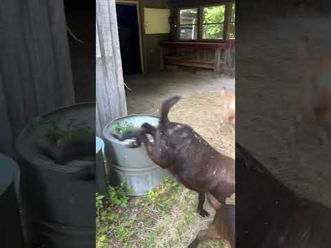 Goats getting into stuff. #goat #babygoats #animal #babygoat #goatlovers #babyanimals