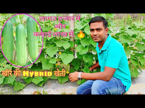 , title : 'Cucumber farming | खीरे की खेती | Hybrid Vegetable | High Earn Farming || How to Grow Cucumber Plant'