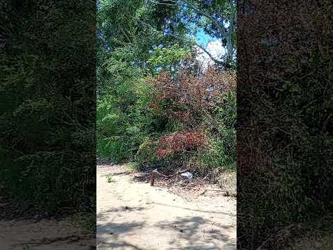 camping ⛺ de los ingenieros  santa ana Entre Ríos