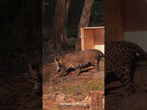 A onça-pintada resgatada em pleno Rio Negro retornou ao seu lar natural
