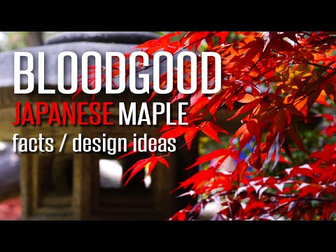 Bloodgood Japanese Maple | Design Ideas & Facts
