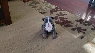 Video preview image #1 English Bulldog Puppy For Sale in BAYVILLE, NJ, USA