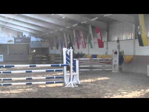 Springpferdeprüfung Kl.L      Manchester 24 - 6 / DSP / W / Db / Monte Bellini / Ferman