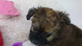 ハーフ犬の動画01