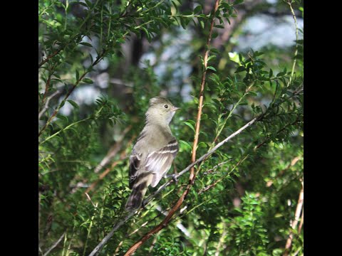 Elaenia albiceps (d'Orbigny y Lafresnaye, 1837) , mejor conocido como Fiofío