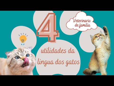 Vídeo: Por que a lingua do meu gato raspa?