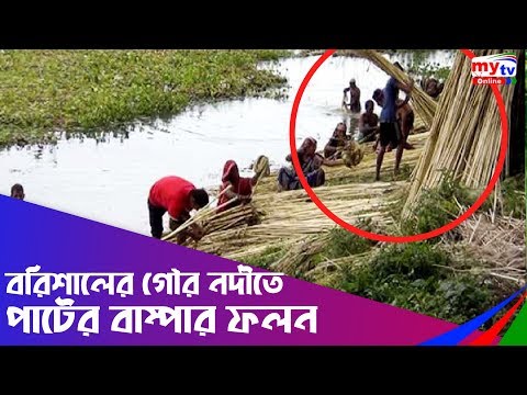 গৌরনদীতে পাটের বাম্পার ফলন