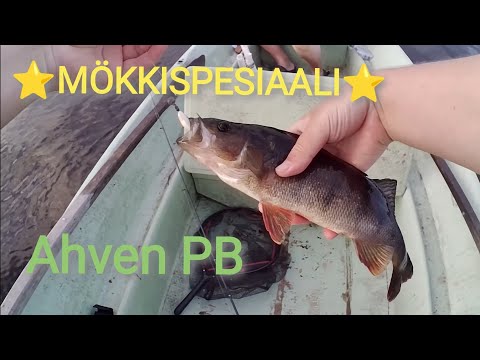 Isoa ahventa juhannusmökiltä - oma ahven enkka