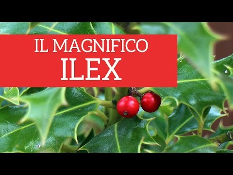 , title : 'Conosciamo il magnifico ilex!'