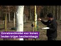 Bomen ingesmeerd met zonnebrandcrème
