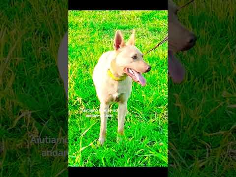 Regalo Marley egrave ancora qui che attende di essere scelto