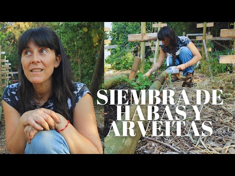 Siembra de Arvejitas y Habas. Espaciado, Requerimientos y Combinaciones