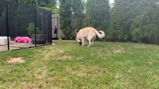 Video preview image #1 Anatolian Pyrenees Puppy For Sale in Woodbury, NY, USA