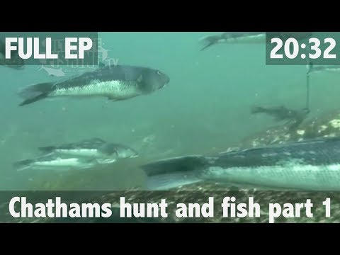 download lagu mp3 mp4 Chatham Islands Fishing, download lagu Chatham Islands Fishing gratis, unduh video klip Chatham Islands Fishing