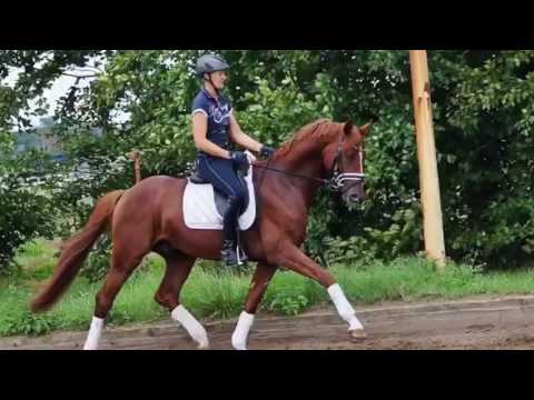 Belissimo M-Quattro B apprved stallion * 2012 for sale