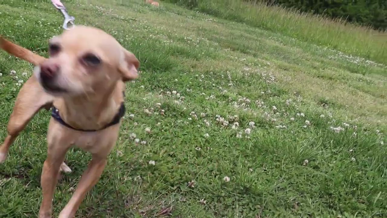 Enlarge Layla, a ADOPTABLE Chihuahua in Virginia Beach, VA video 5/5