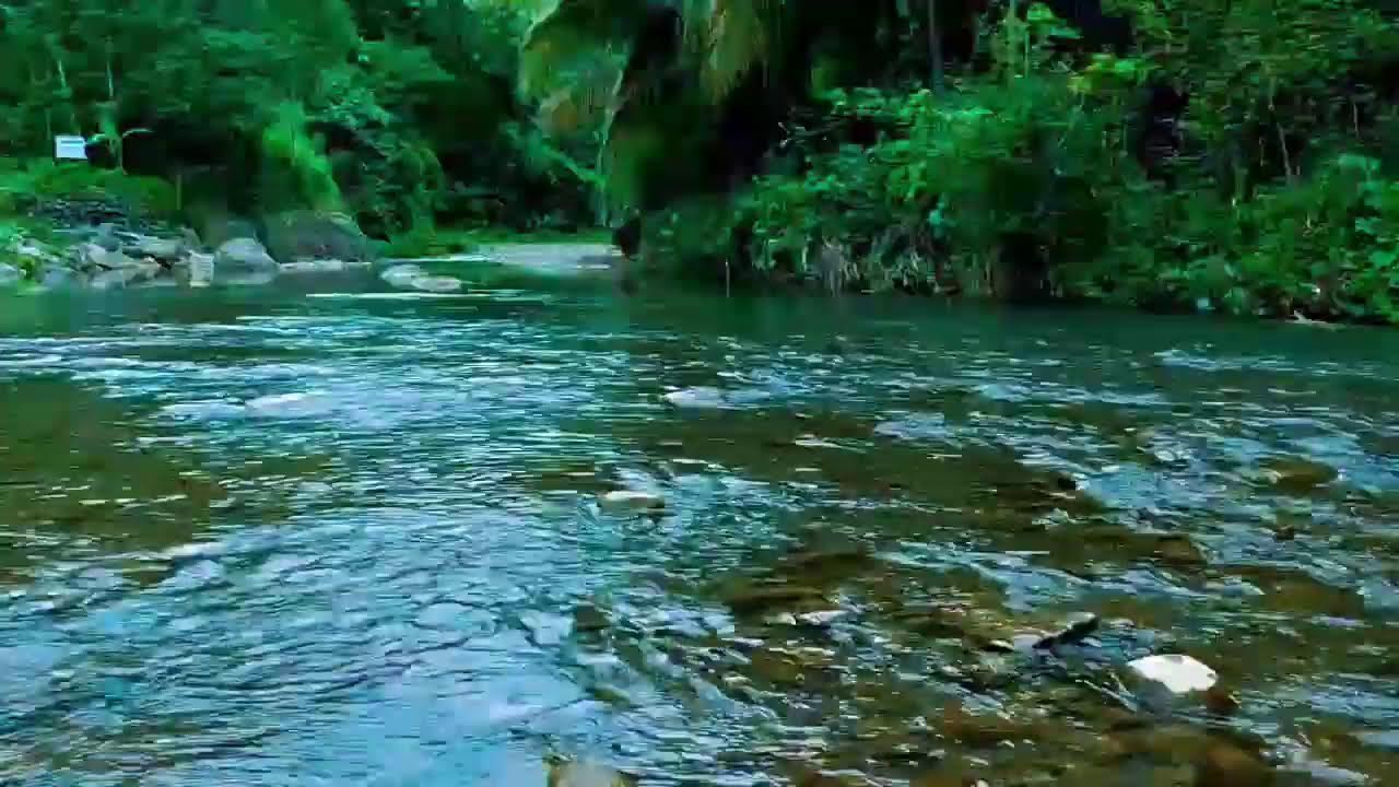 Soothing River Flow & Birds Singing | Ultimate Nature ASMR for Sleep & Mediation