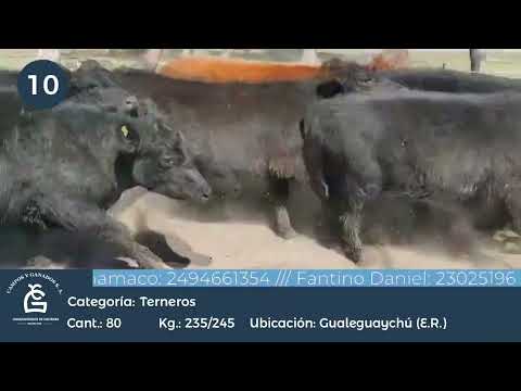 Lote Machos - Gualeguaychu E Rios