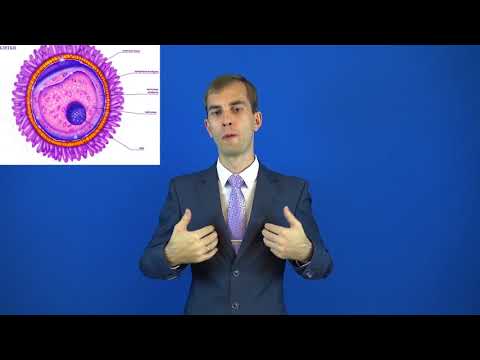 яйцеклетка