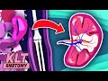I Am Your Spleen! | KLT Anatomy
