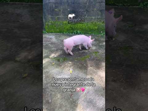 Cerda Yorkshire🐷 Futura reproductora de la granja💚 #porcicultura #cerdo #camaprofunda #pig #granja