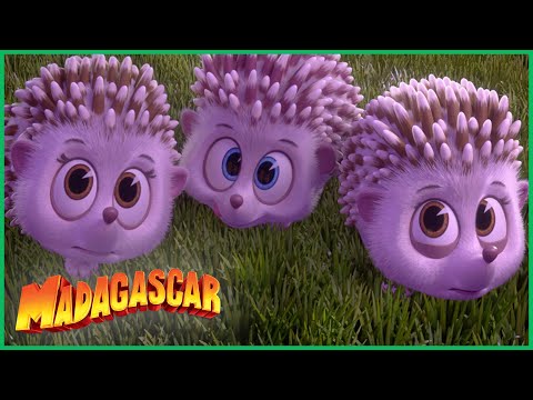 Capa de Madagascar | Os bebês ouricinhos  | Desenhos Animados em Português